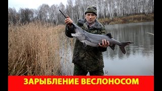 Рыбалка что за рыба какой веслонос