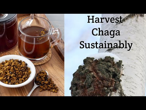 Harvest Chaga Mushrooms Responsibly: How to Use Chaga Mushrooms, Ecology & Sustainable Foraging