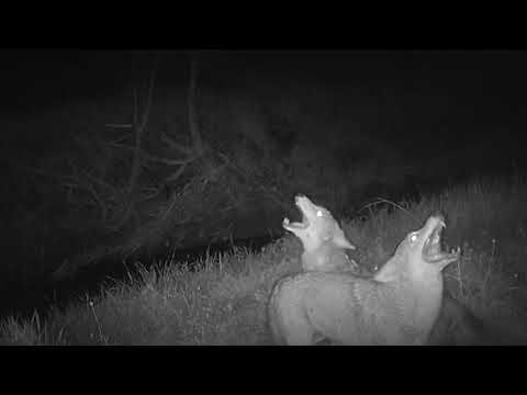 Coyote Pack Barking & Howling - Irving, TX