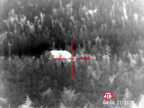 lov na divlju svinju