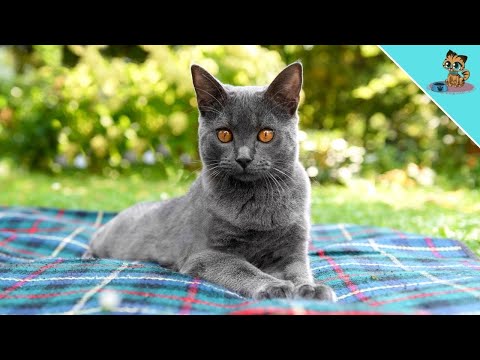 Cats In Summer - THE BEST Tips For Cooling Down