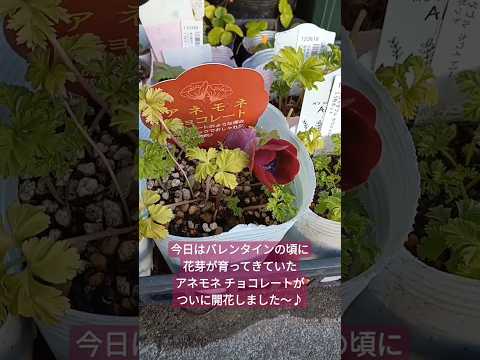 チョコレートのような香りがする植物 チョコレートのおいしい香りを放つ多年草の花