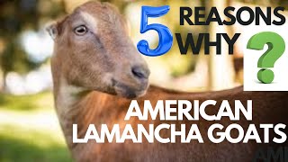 5 Reasons Why American Lamancha Goats Are the PERFECT Dairy Choice