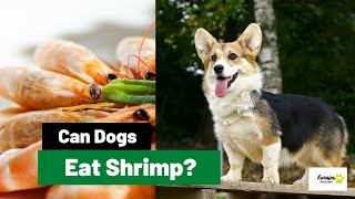Can Dogs Eat Shrimp All You Need to Know!