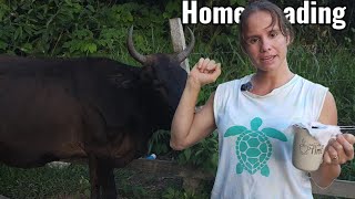 homesteading challenges in the jungle #growyourownfood #offgridliving