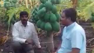 preview picture of video 'Success stories of payaya pollen agro tretment plot with vinayak Saheb'