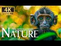 Magnificent Escape Nature 4K 🦍 Discovery Relaxation Splendid Wild Film with Peaceful Relaxing Music