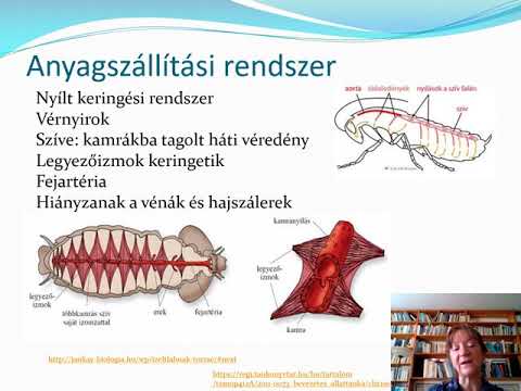 A térd alatti ízületek fájnak