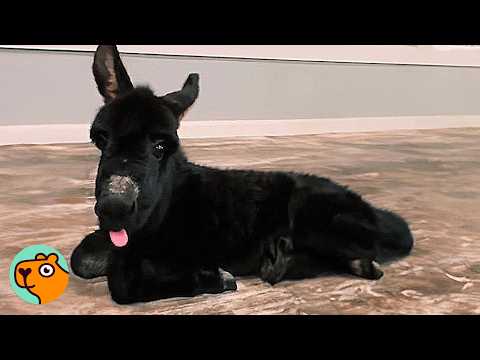 Couple Saves A Baby Donkey, He Lives In Their House | Best Stories 2024 Pt.3