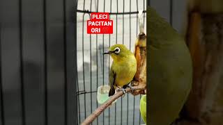 Download lagu Pleci Pacitan Breeding Dari #josterops #shorts #short #plecipacitan #plecibukaparuh #viral #pleci mp3 Download lagu Pleci Pacitan Breeding Dari #josterops #shorts #short #plecipacitan #plecibukaparuh #viral #pleci mp3