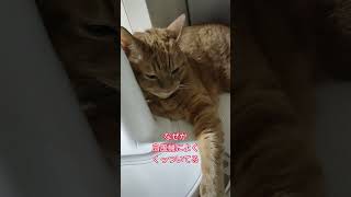 なんでか好きだよねー #猫 #猫のいる暮らし