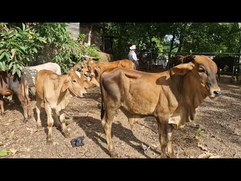 Tiangue de Osicala, Morazán Sur, viernes 17 de julio 2026 