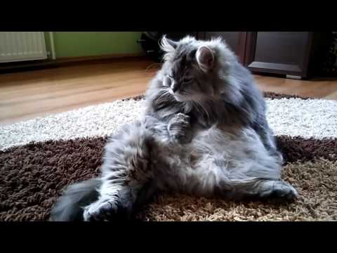 Maine Coon and Silver Siberian cat