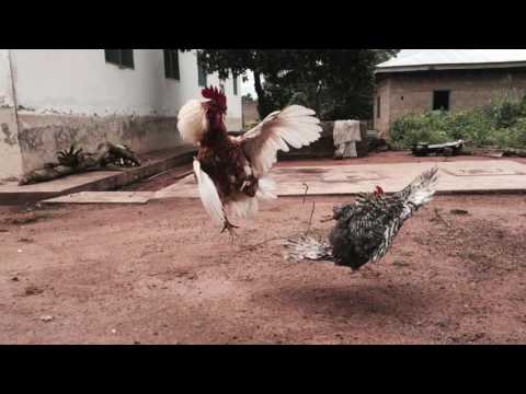 Kennä Vo Dennä - Kingorey feat. Skinny Stylus -