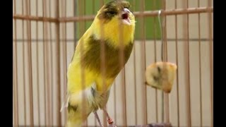 Download lagu Kicau Mania Kenari YorkShire [YS] Pemacek Gacor -  Video mp3