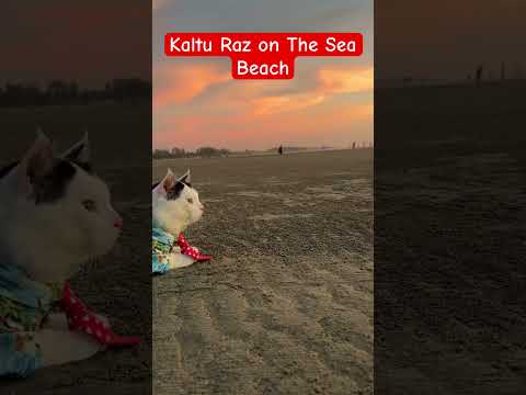 Kaltu Raz on The Sea Beach Cox’s Bazar #song #arrahman #entertainment #cake #krabitown #coxsbazar
