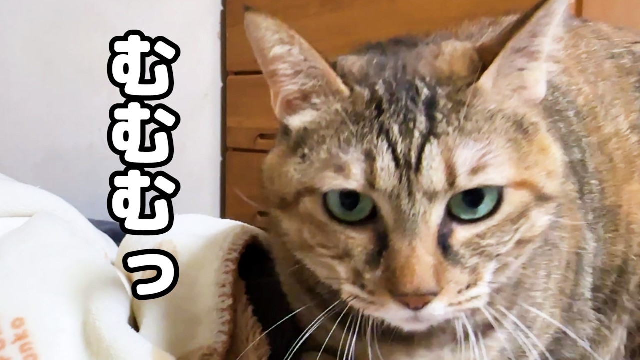 【猫たちと過ごす夜】就寝時間が迫ると慌てて動き出す猫が可愛すぎます