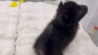 ハーフ犬の動画01