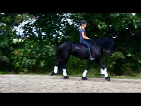 Stal Okkema's Nadine