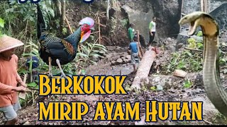 Download lagu Bunyi Ular Tedung selar berkokok di Situ Derek mp3
