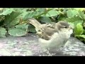 Птицы замедленная съемка ---------- Birds Slow Motion 