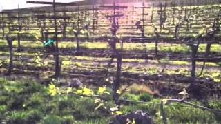 Hyde Pinot in March: Harvest 2014