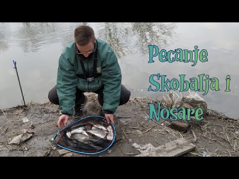 Pecanje Skobalja i Nosare na FEEDER  2022