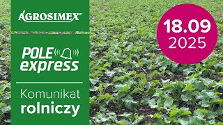 Jak zaopatrzyć w azot rzepak ozimy przed zimą? | Komunikat Rolniczy
