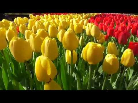 Keukenhof Holland 2015