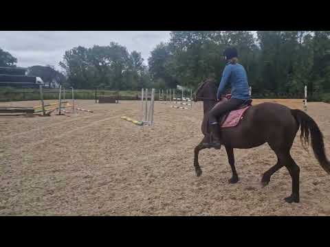 Connemara Mare - Image 2