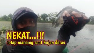 Download lagu Astaga...‼️mancing nila saat hujan deras‼️spot mancing nila di rawa mp3 Download lagu Astaga...‼️mancing nila saat hujan deras‼️spot mancing nila di rawa mp3