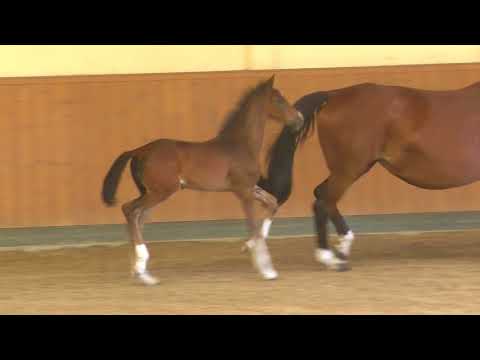 Hengstfohlen von Secret