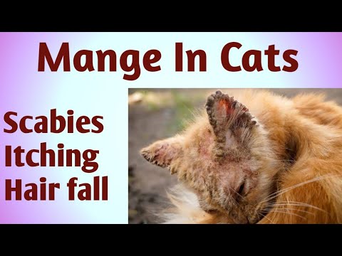 Scabies I Mange I Itching in cats