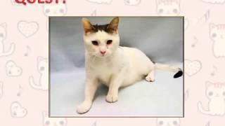 Second Chance Shelter for Cats available cats on Petfinder, September 2017