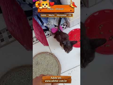 Vídeo de Chico Chavier