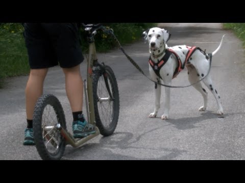 Funny dog videos - Dogscooter