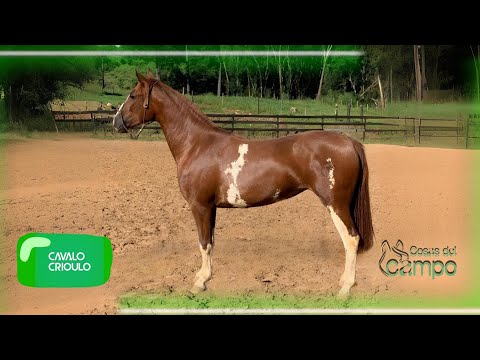 Otília do Guerreiro 