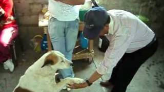preview picture of video 'SAN FRANCISCO TEPOJACO CUAUTITLAN IZCALLI  EDO DE MEXICO  door el perro que saluda 1'