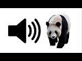 Panda - Sound Effect | ProSounds