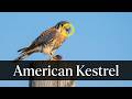 American kestrel | Falco sparverius (Ponce, Puerto Rico)