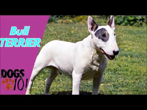 Dog 101 - Bull Terrier