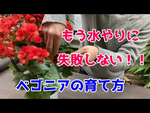 マクラータベゴニアの管理方法は？緑の親指を持っていない人にとって理想的な植物です。  庭園