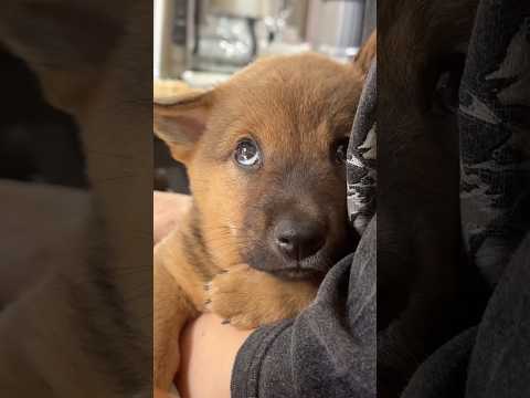 Puppy’s first day at his forever home… His eyes say it all 🥹❤️