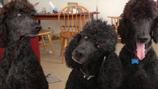 Life of a Poodle on Shepherd's Hey Farm