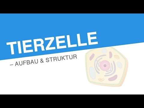 TIERZELLE – AUFBAU & STRUKTUR | Biologie | Biologie der Zellen