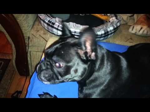 Jak złości się Schab