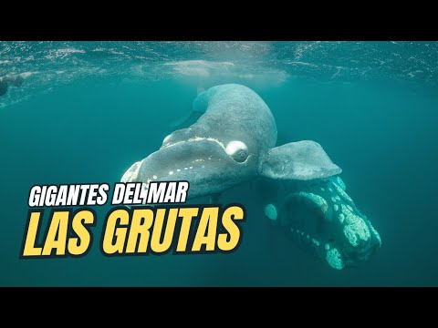 The Best Kept Secret of Las Grutas 🐋 | Close Encounter with Whales and Marine Wildlife
