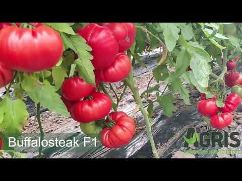 Buffalosteak F1 - Cultura de tomate în Moroda, jud. Arad, fermier Laurențiu Ciprian Mocanu
