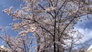 SAKURA   2021 03