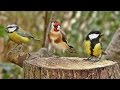 Bird Sounds Spectacular : Morning Bird Sound